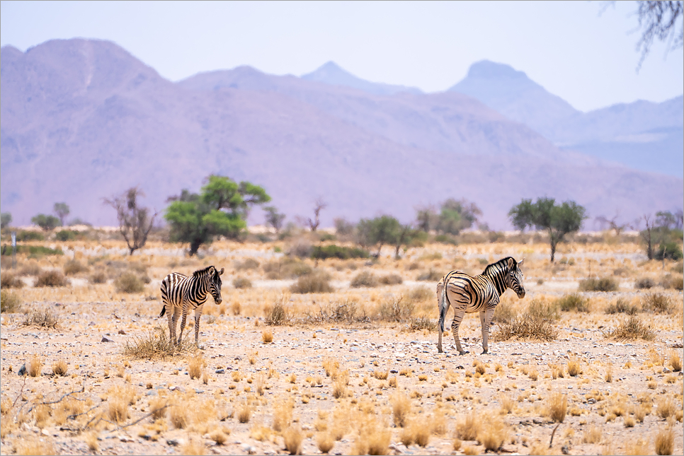 아프리카 여행, 나미비아 나미브 사막 필수 명소