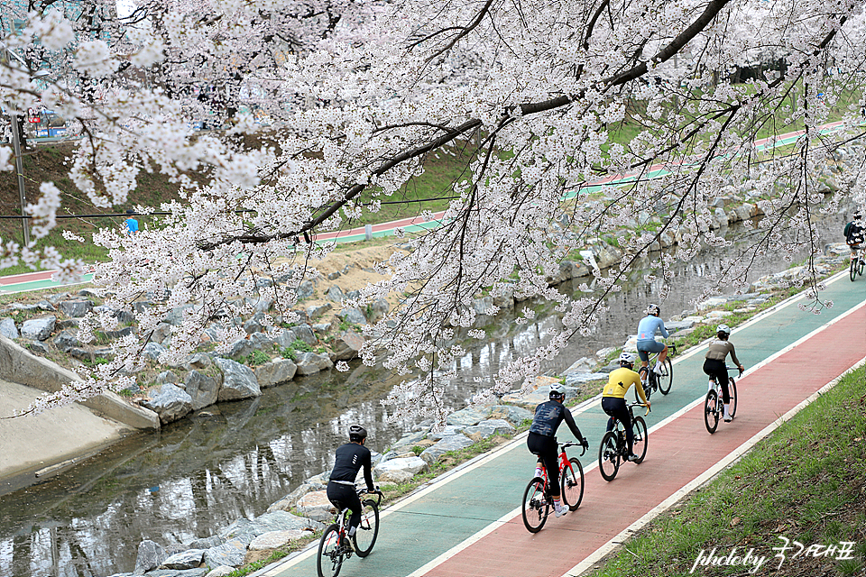 서울 벚꽃 명소 개화상황 양재천 벚꽃 양재시민의숲