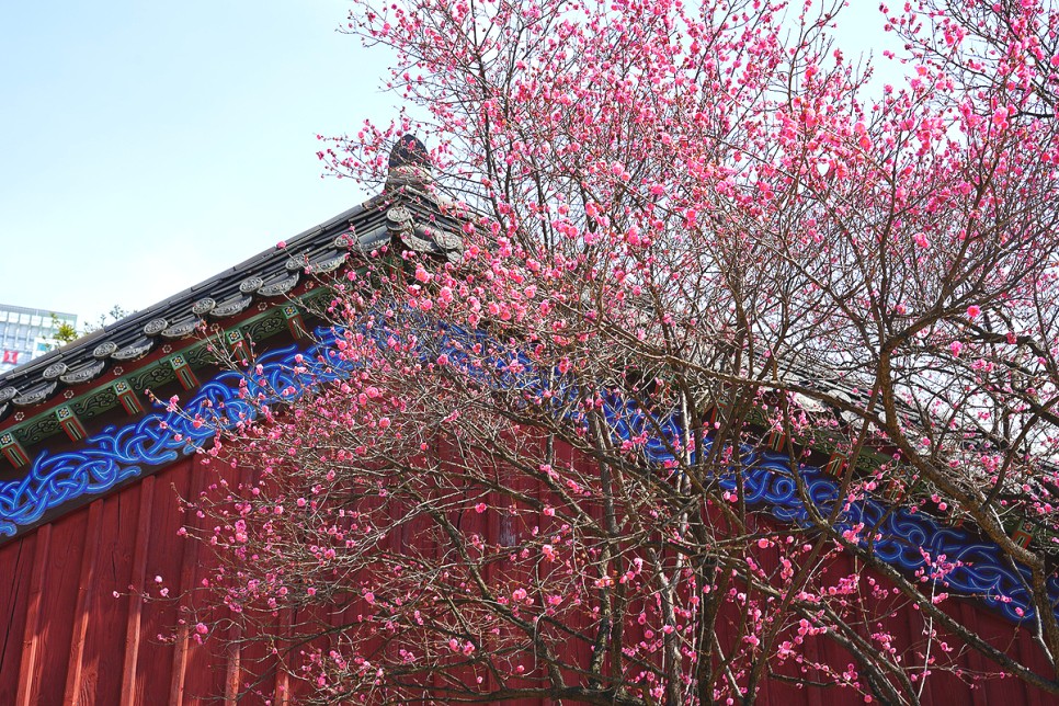 서울 가볼만한곳 봄나들이 서울 봉은사 홍매화 매화명소 꽃구경