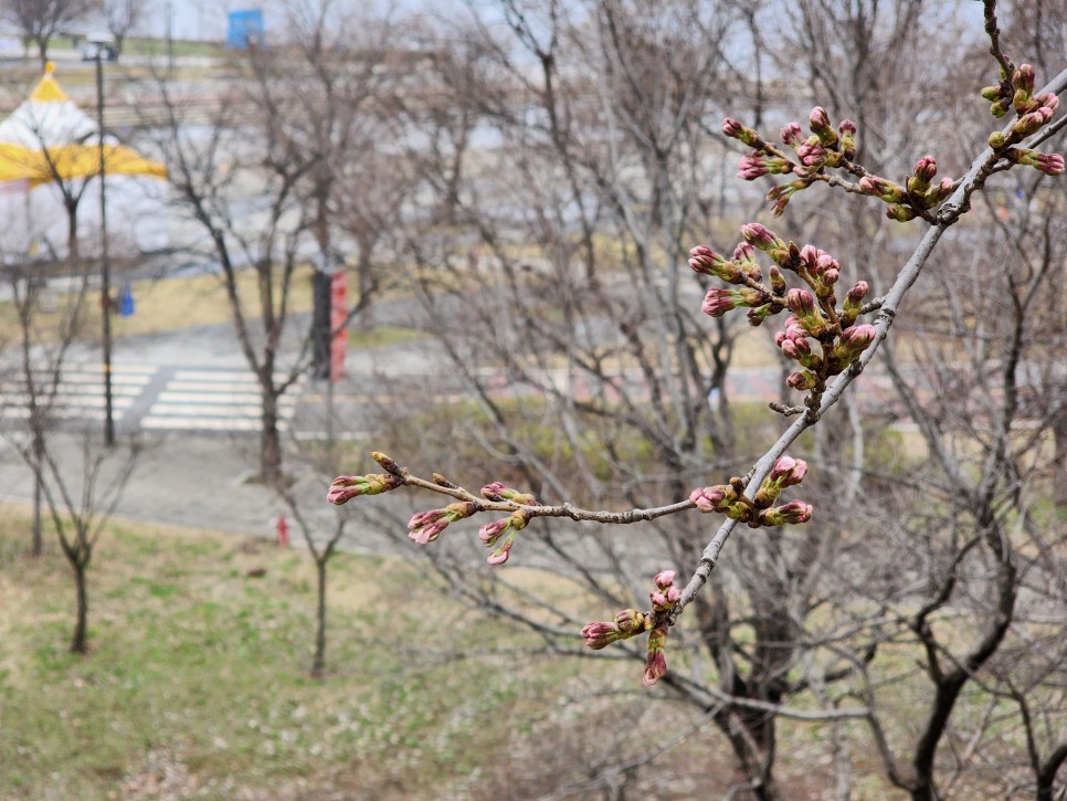 2024 영등포여의도봄꽃축제 여의도벚꽃축제 개화 시기 윤중로 현황