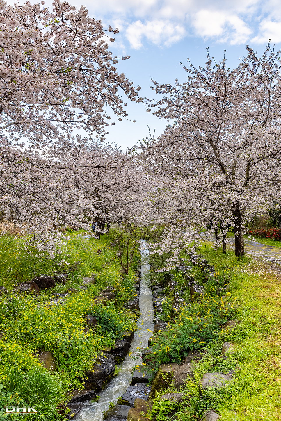 제주 서귀포시 벚꽃명소 대왕수천 예래생태공원 유채꽃 제주도 꽃구경 가볼만한곳