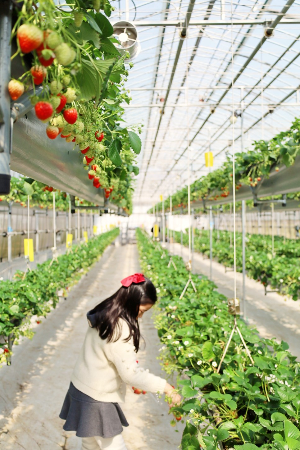 경기도 포천 아이와 가볼만한곳 딸기체험 농장 동물먹이주기 서운동산