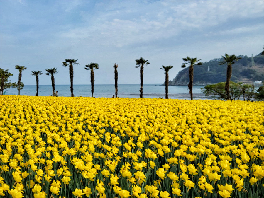 [한려해상국립공원] 동백꽃길의 지심도와 수선화 명소 공곶이