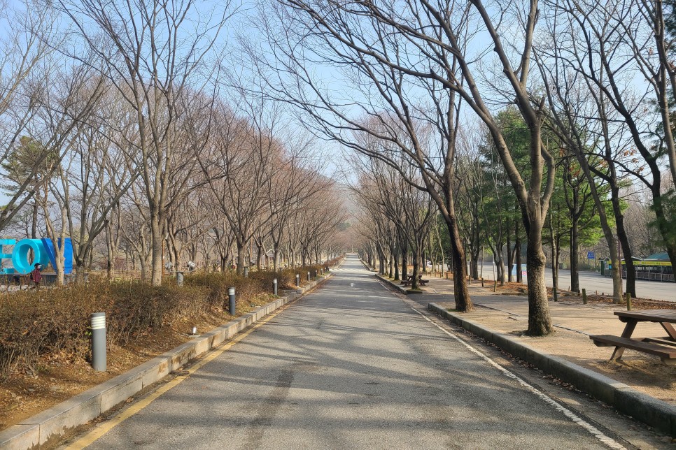 인천 벚꽃 인천대공원 벚꽃 근황 2024년 인천 꽃 전시회 등등~