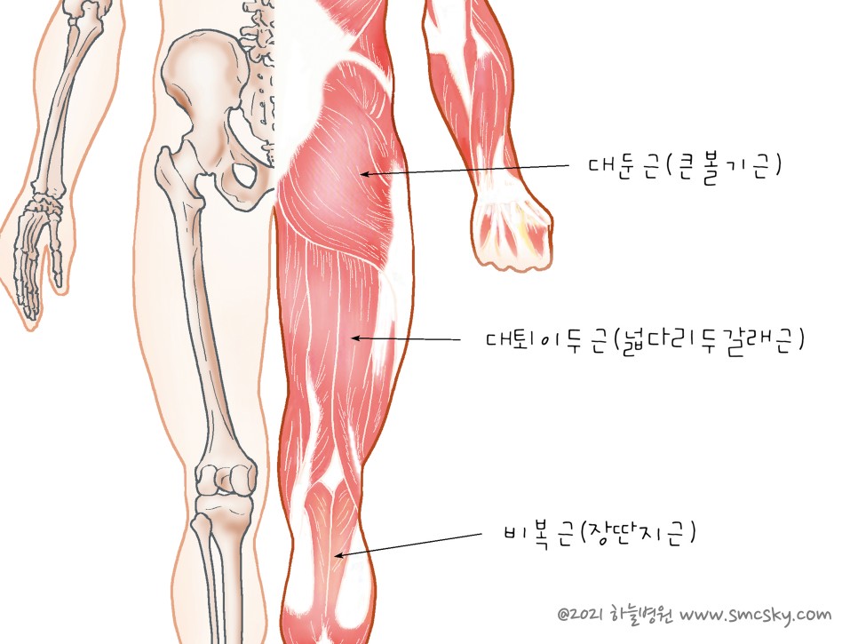 허벅지 뒤쪽 햄스트링 통증 및 파열 증상, 치료(스트레칭 운동 방법)