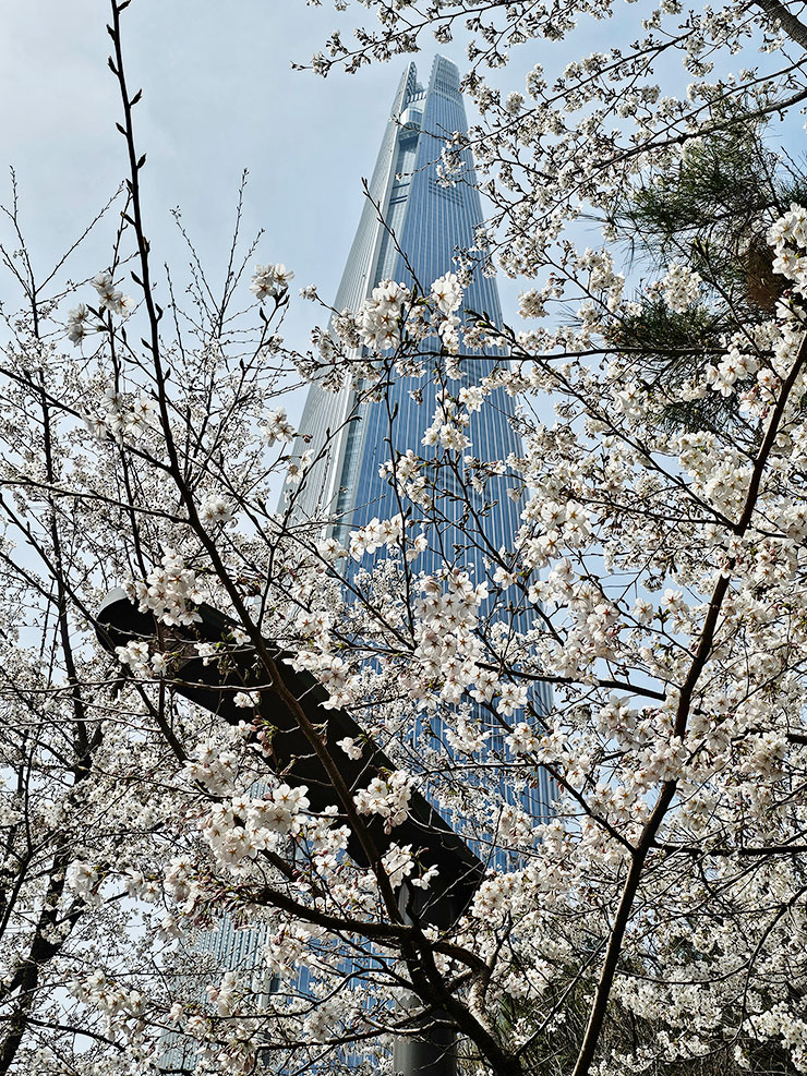 서울 벚꽃 명소 서울 봄나들이 잠실 석촌호수