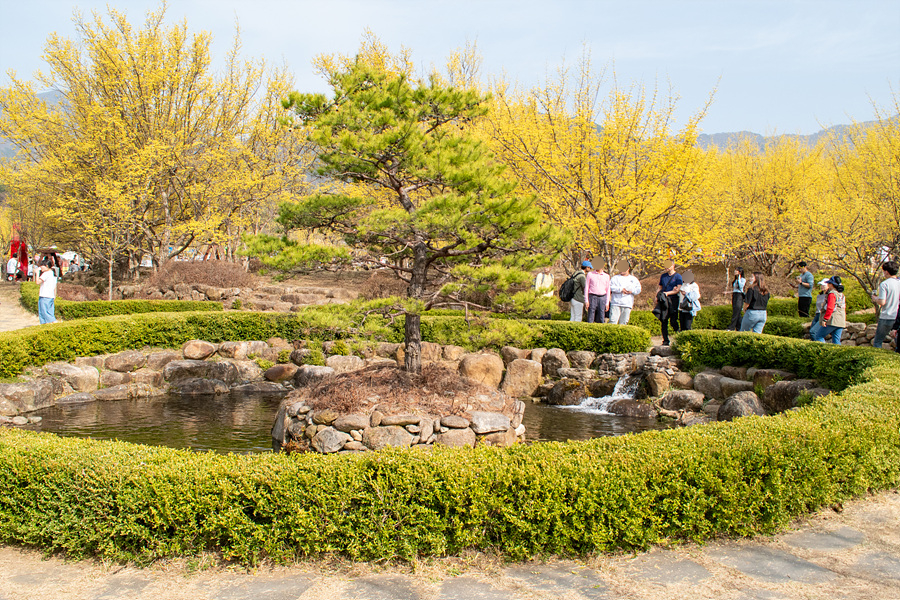 2024 구례산수유 꽃축제 꽃구경 3월 구례산수유마을 구례산수유축제