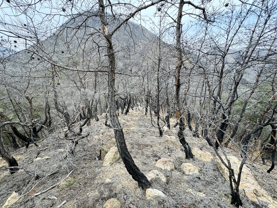 군위 옥녀봉(각시산) 등산, 안타까운 산불의 흔적