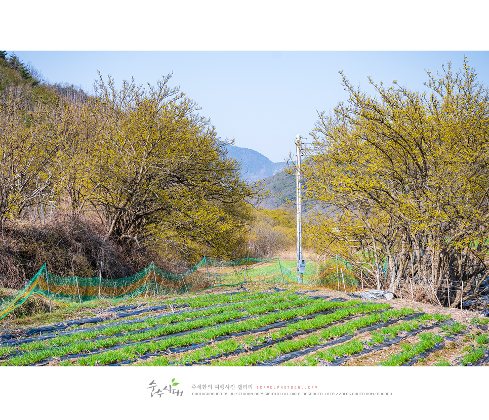 대구 근교 여행 경북 의성 산수유축제 당일치기 여행