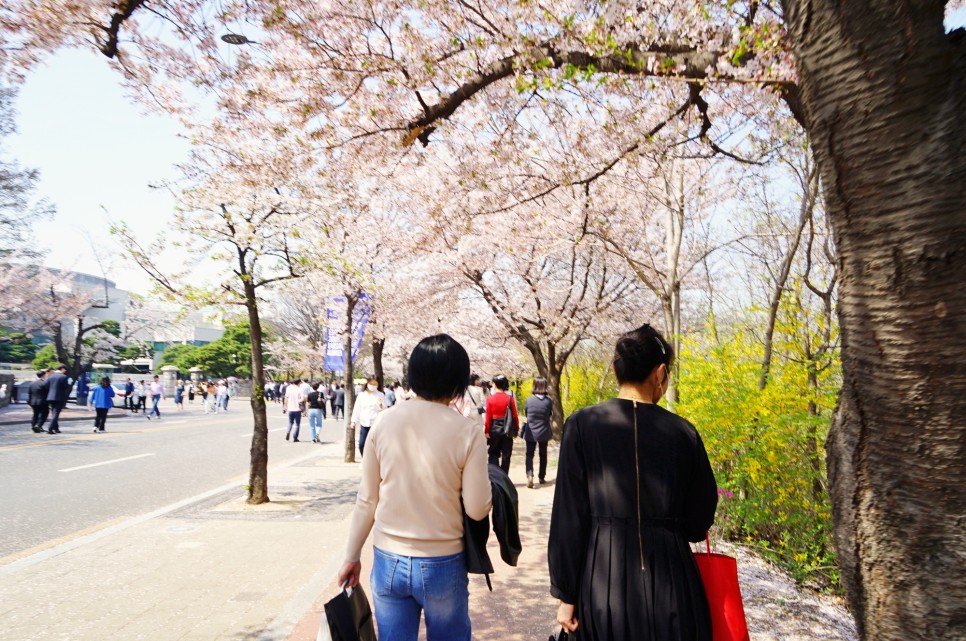 서울 벚꽃 명소 여의도 벚꽃 축제 윤중로 벚꽃 구경