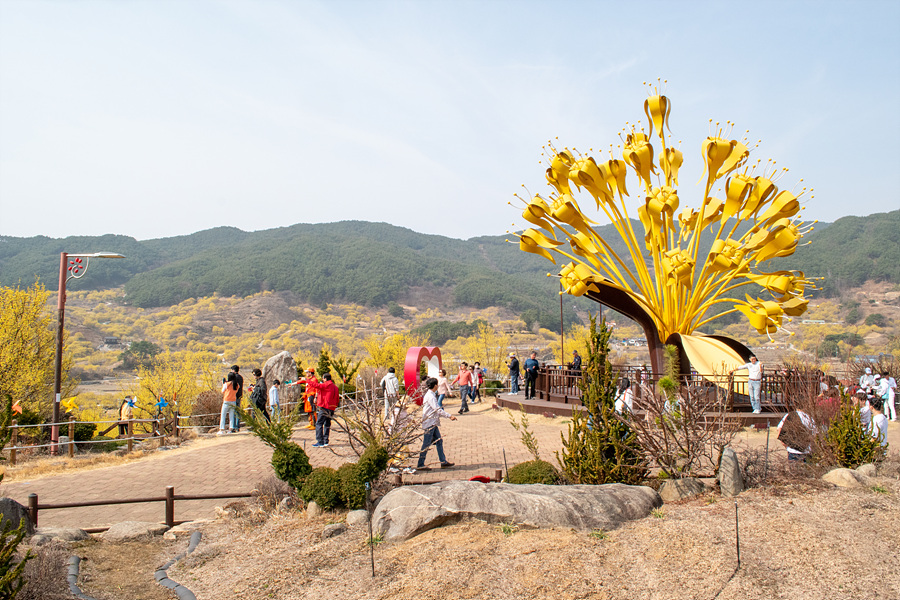 2024 구례산수유 꽃축제 꽃구경 3월 구례산수유마을 구례산수유축제