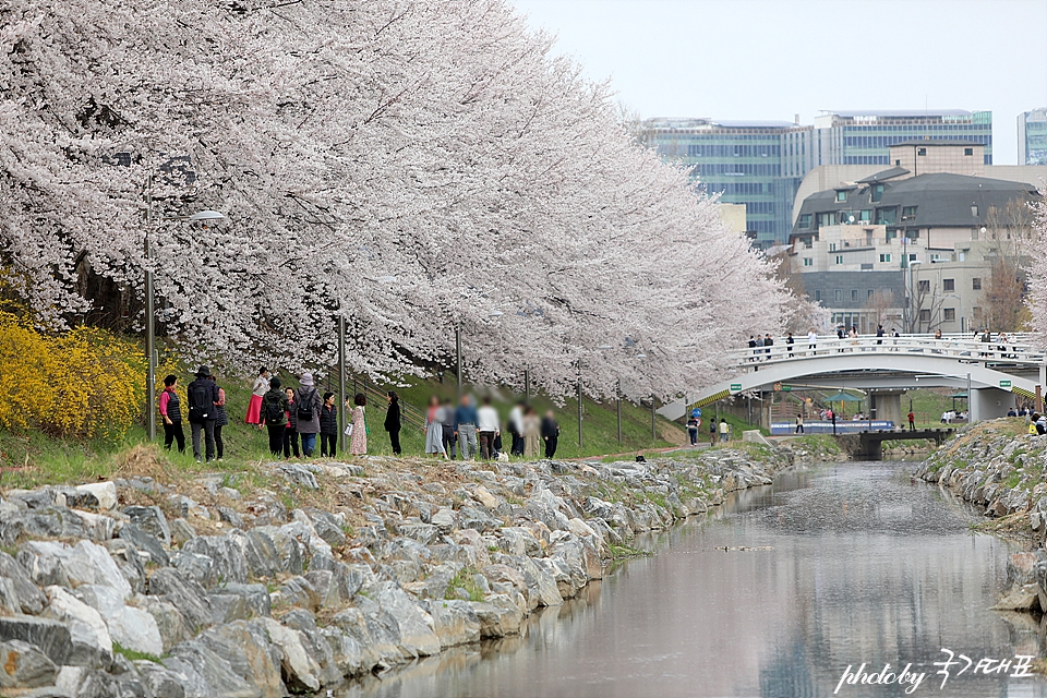 서울 벚꽃 명소 개화상황 양재천 벚꽃 양재시민의숲