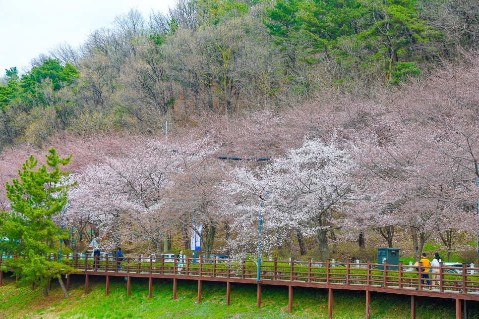 수원 벚꽃 명소 광교저수지 벚꽃 실시간 4월4일 30프로 개화
