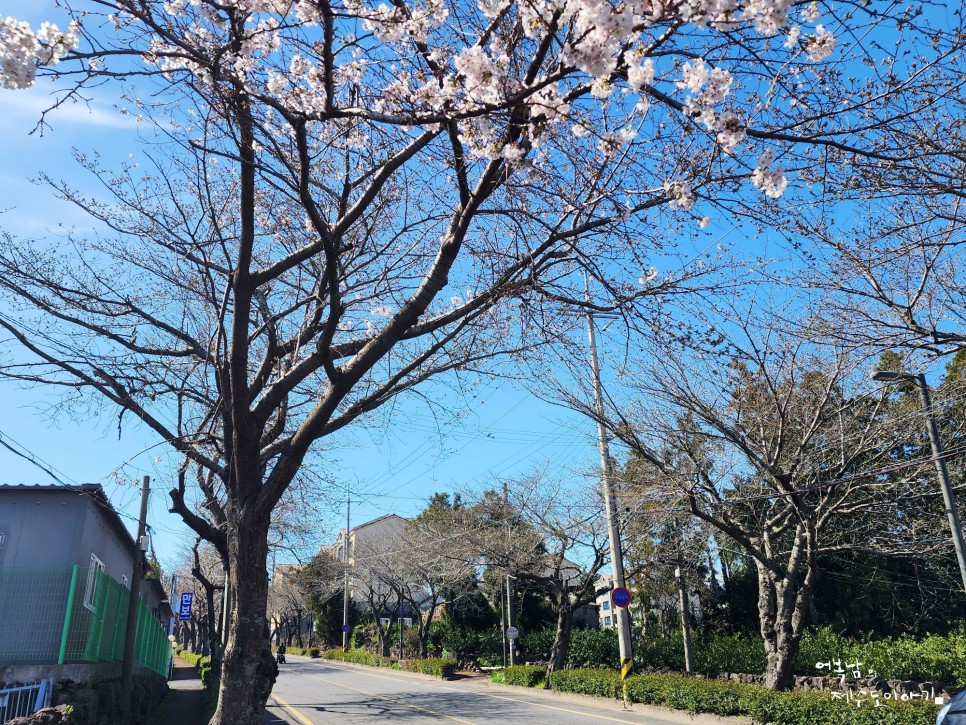 제주 벚꽃 서귀포 호근동 벚꽃길 실시간 개화 상태