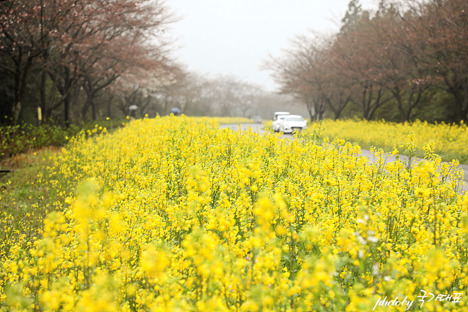 제주 녹산로 유채꽃 도로 서귀포 벚꽃 명소