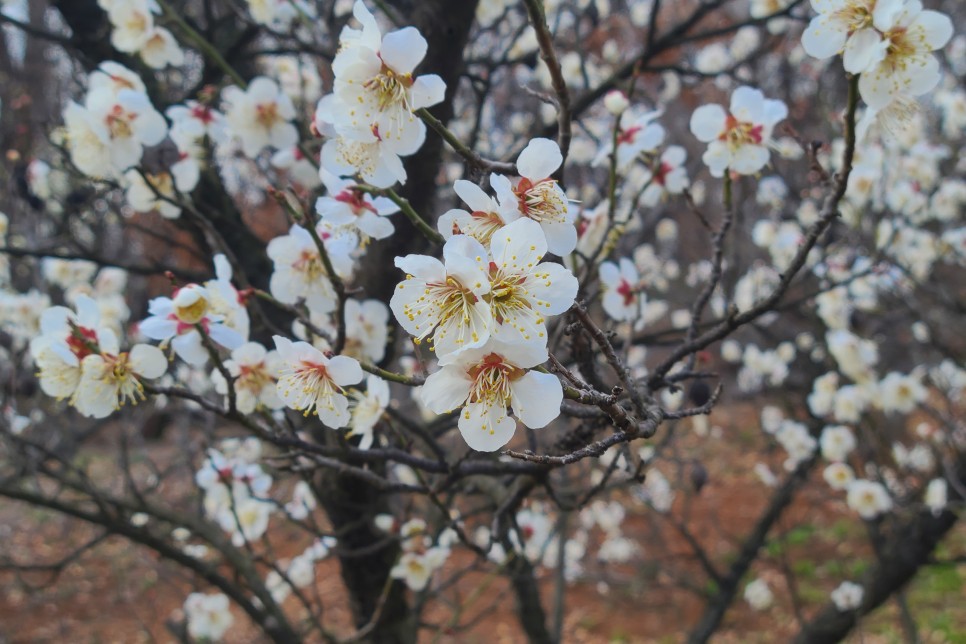 봄꽃(매화, 수선화, 산수유 등)이 가득 핀 서울 푸른수목원, 주말 나들이 갈만한곳