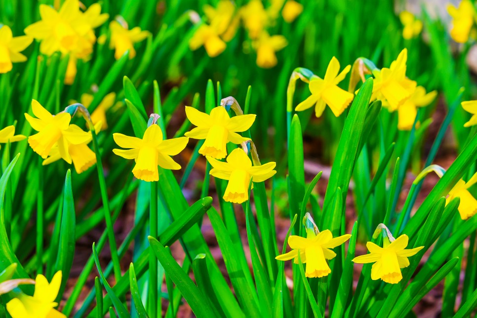 봄꽃축제 지금 달려가야할  전국 봄꽃 명소