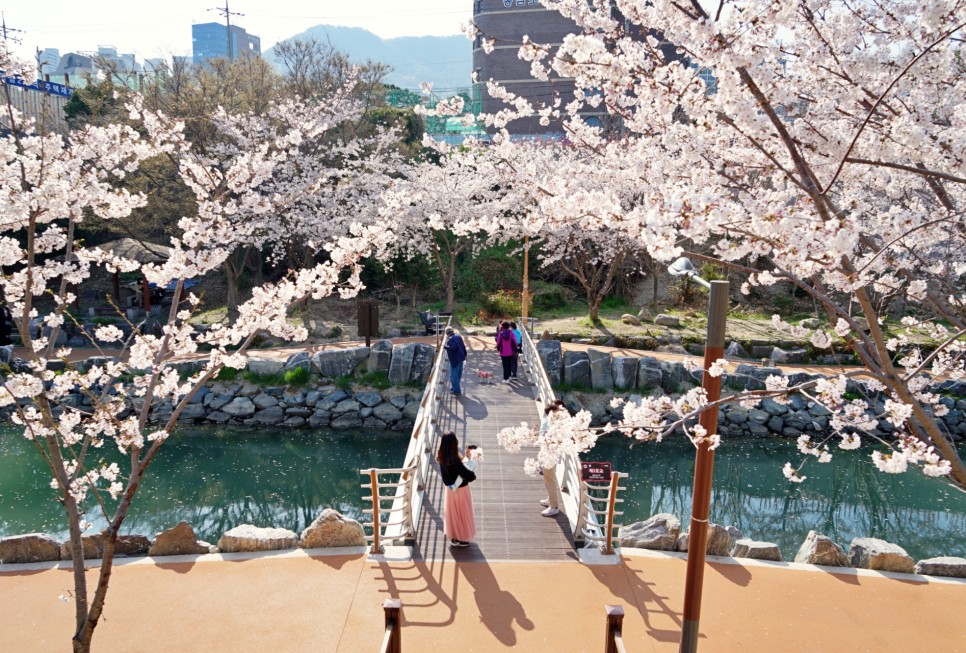 부산 벚꽃 명소 영도 동삼해수천 부산 4월 꽃구경