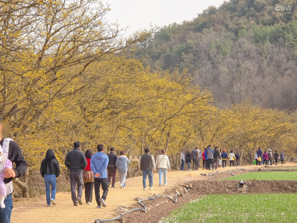 경북 의성 가볼만한곳 산수유 봄꽃축제 당일치기 여행 코스