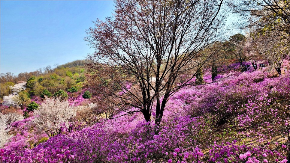 서울근교 봄 나들이 추천 부천 꽃구경 원미산 진달래동산 봄꽃축제 3월 30~31일
