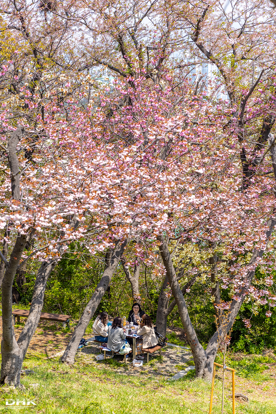 부산 벚꽃 명소 겹벚꽃 데이트 민주공원 중앙공원 꽃동산 4월 국내 봄 여행 가볼만한곳
