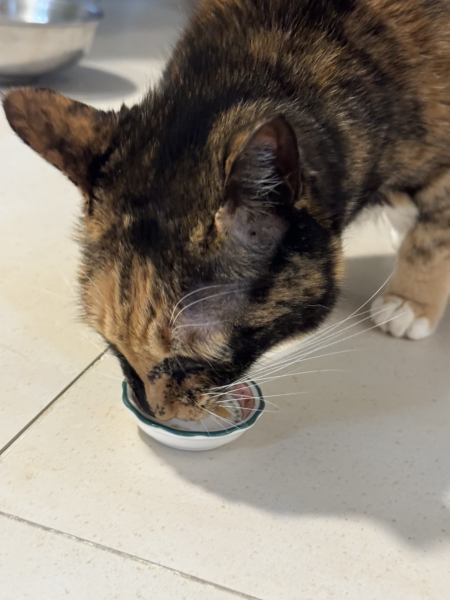 고양이 치매예방 영양제 추천 메리큐액티베이션