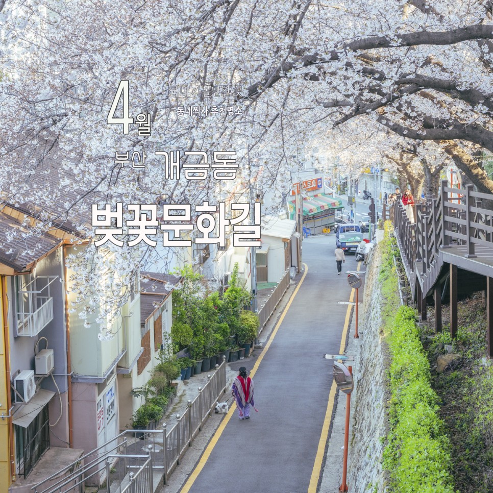 2024 부산 벚꽃 명소 개금 벚꽃 문화길 아침 나들이