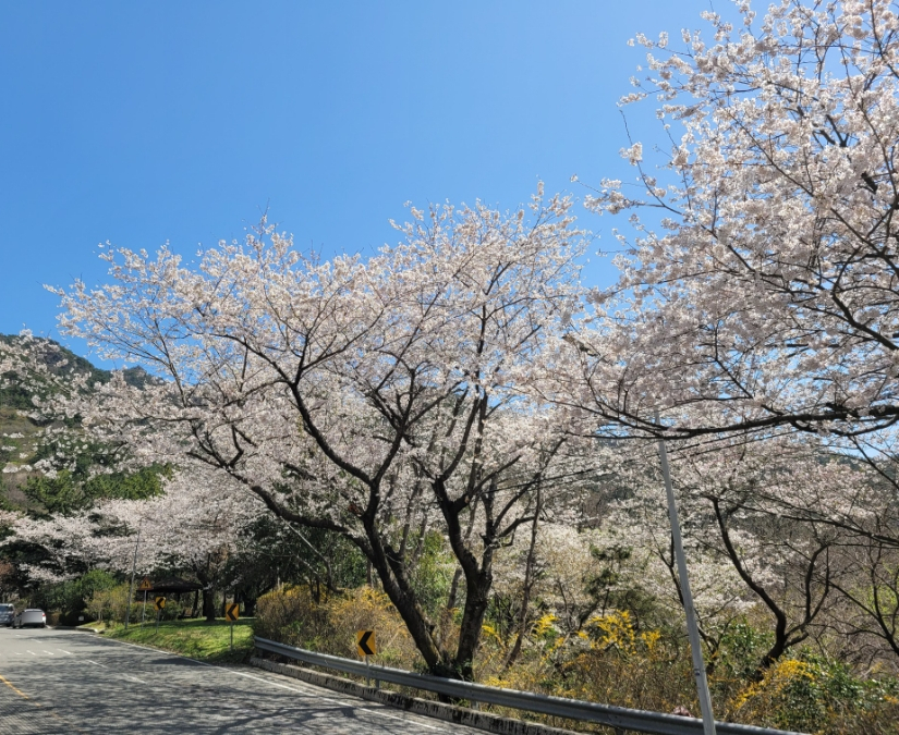 창원 진해구 벚꽃드라이브 코스, 장복산 치유의숲(마산-진해, 마진터널)