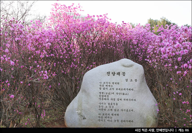 부천 가볼만한곳 데이트 코스 부천 원미산 진달래동산 공원 꽃구경