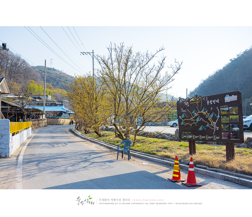 대구 근교 여행 경북 의성 산수유축제 당일치기 여행