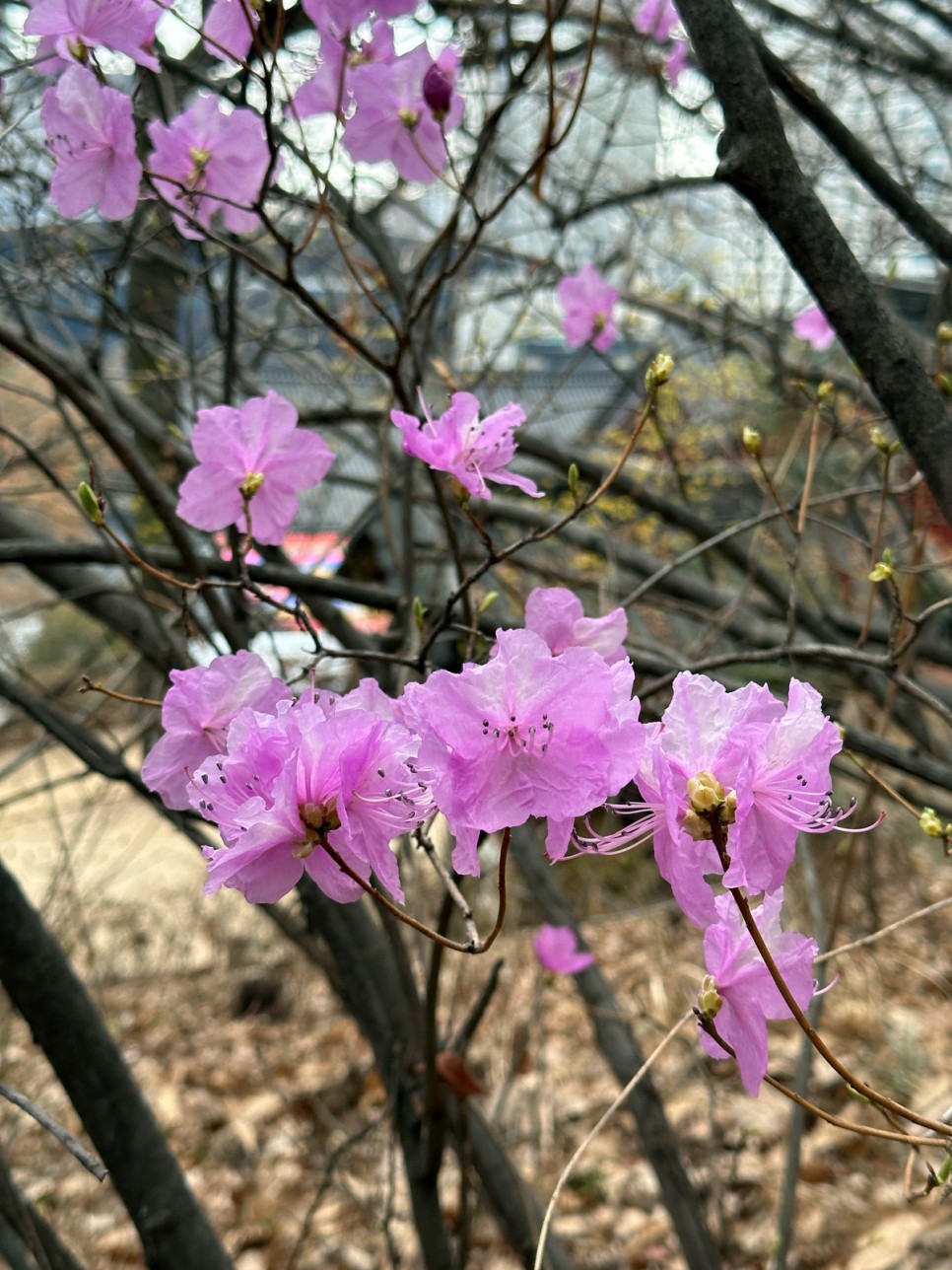 서울 가볼만한곳 봄나들이 서울 봉은사 홍매화 매화명소 꽃구경