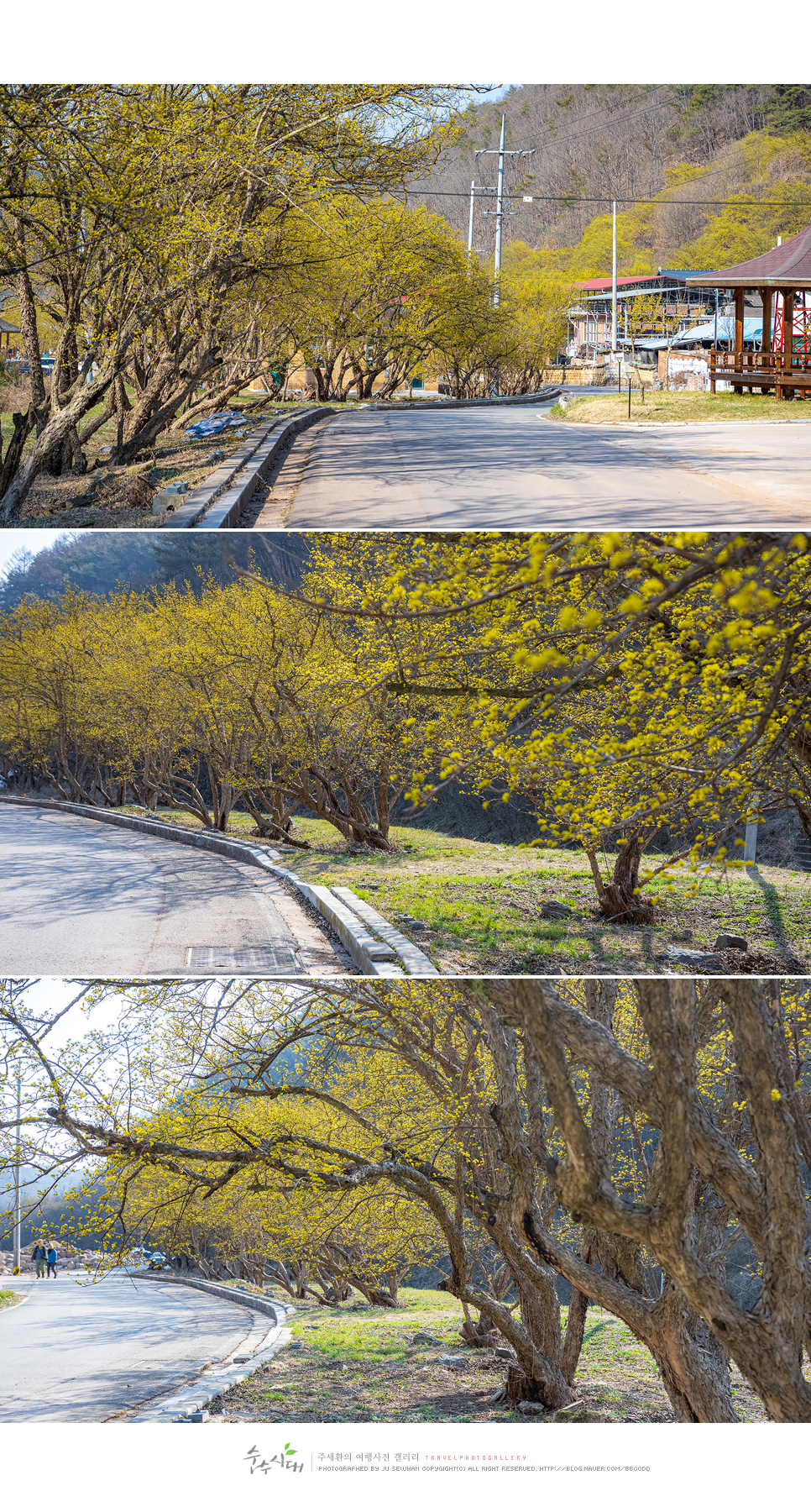 대구 근교 여행 경북 의성 산수유축제 당일치기 여행