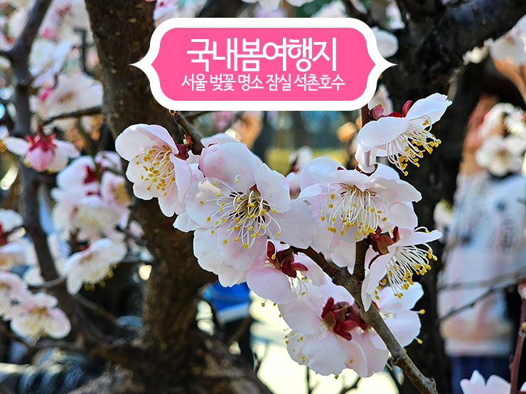 국내 봄 여행지 서울 벚꽃 명소 잠실 석촌호수