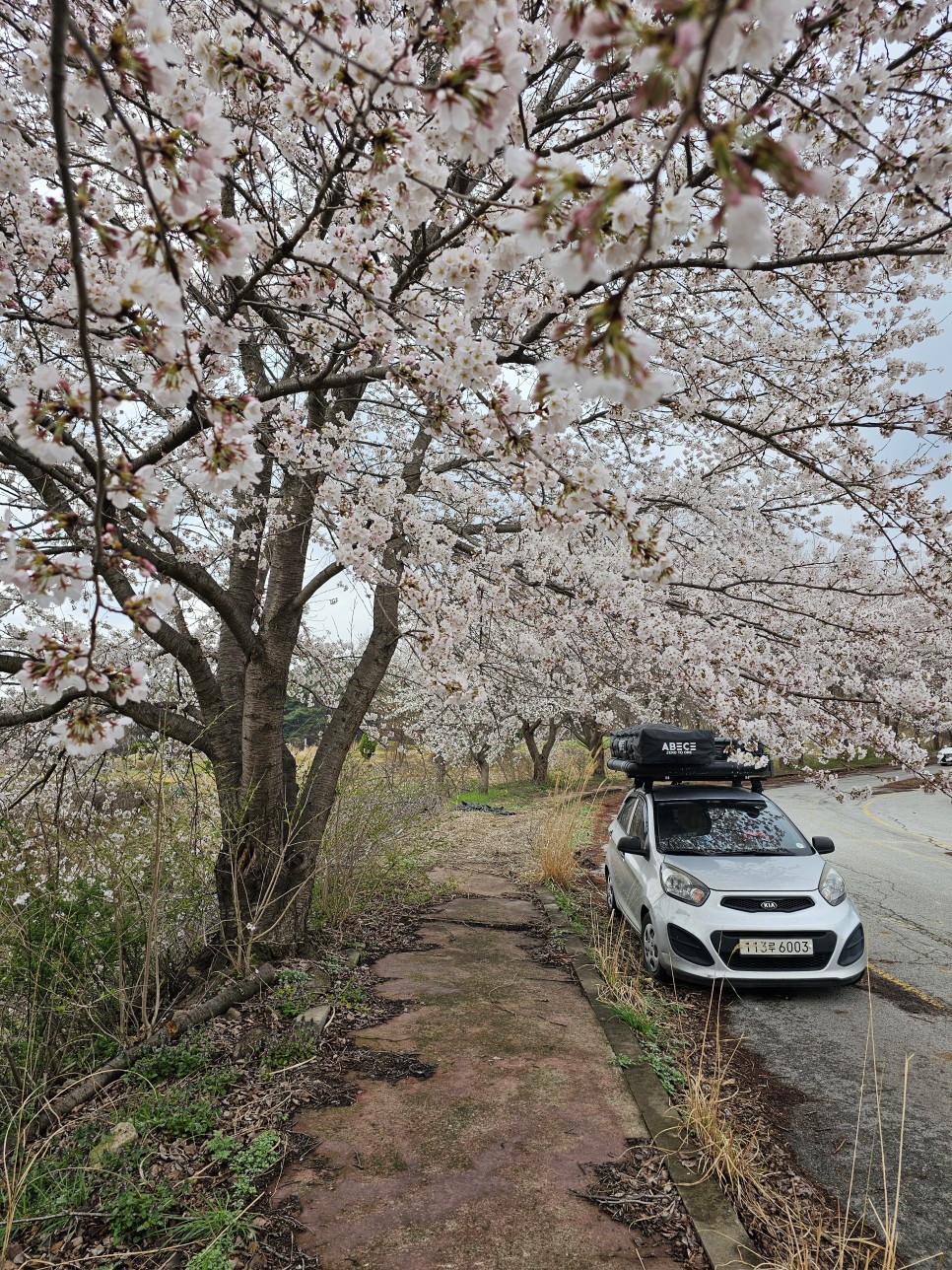 4월 아산 가볼만한곳 서남대 폐교 벚꽃 실시간 아산벚꽃 여행 아산데이트 코스 벚꽃 피크닉 장소 추천 스텔스 차박 차크닉도 가능