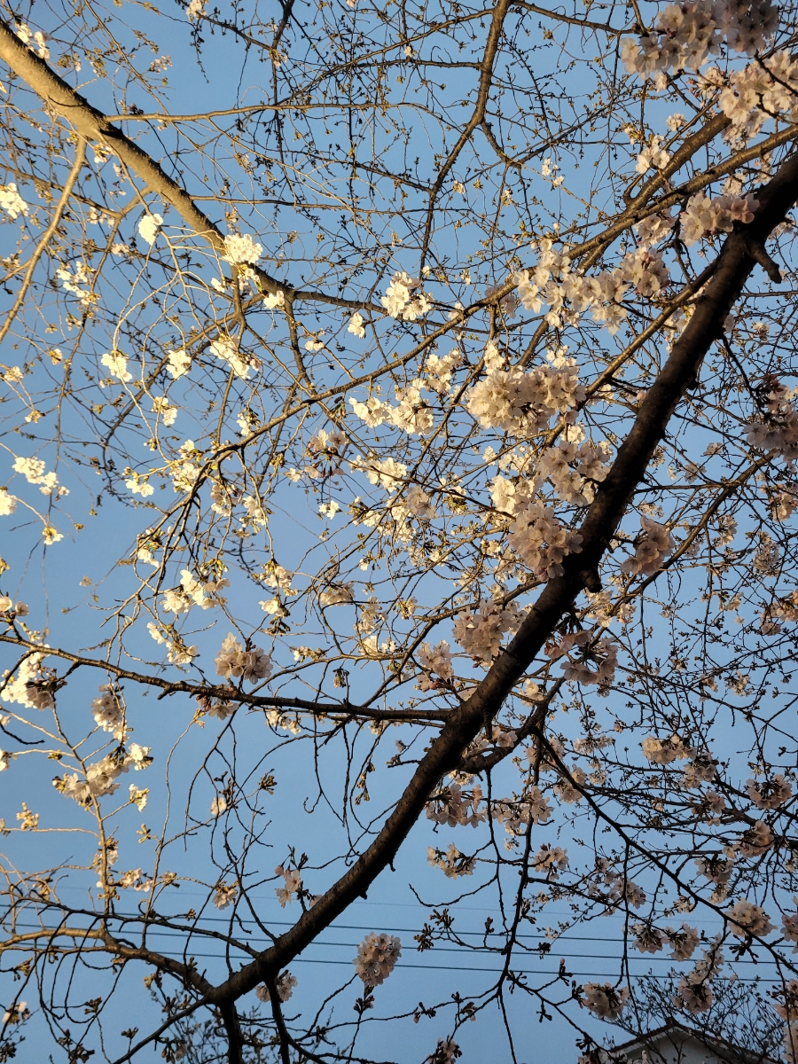 진해군항제 야경 여좌천 로망스다리, 주차장, 먹거리, 실시간 벚꽃개화상황(3월27일)