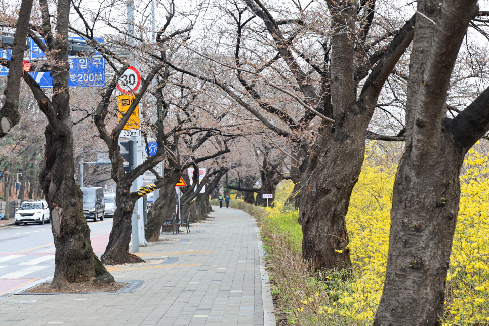 여의도 벚꽃축제 2024 윤중로 서울 봄 나들이 여의도 가볼만한곳