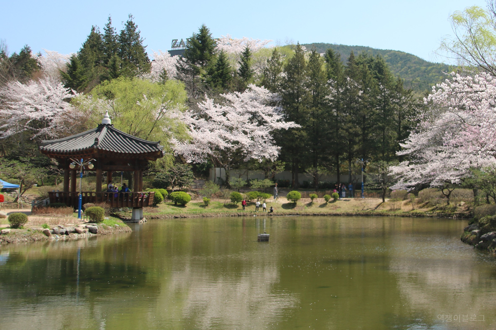 봄 2024 벚꽃 축제 모음 진해군항제 경주 부산 벚꽃축제