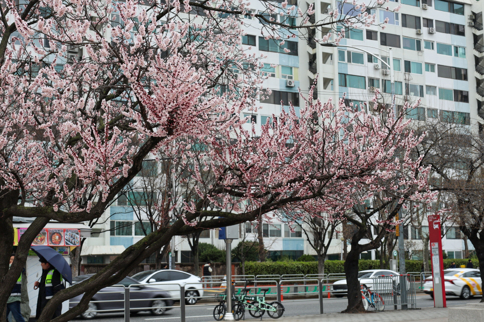 여의도 벚꽃축제 2024 윤중로 서울 봄 나들이 여의도 가볼만한곳