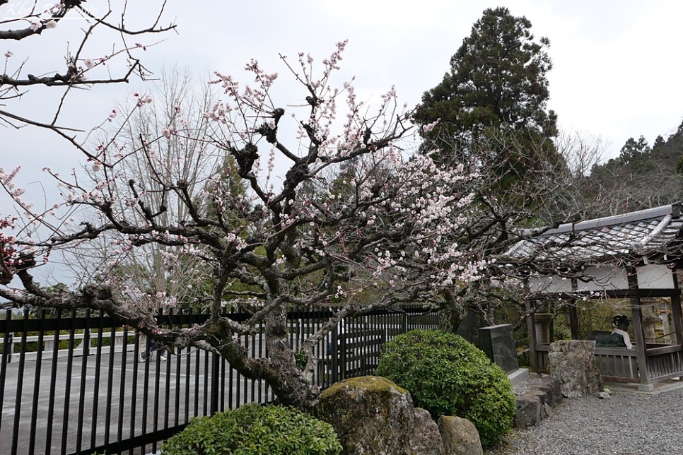 오사카 교토 여행 가볼만한곳 청수사 아라시야마 맛집 교토 일본 오사카 날씨 4월 벚꽃