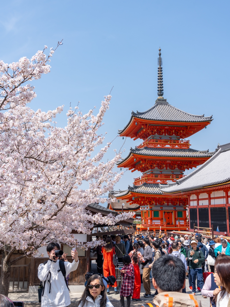 일본 교토 여행 청수사 기요미즈데라 : 일본 벚꽃 명소 개화 시기