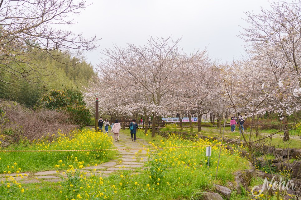 제주도 벚꽃 명소 서귀포 예래생태공원 벚꽃 개화시기