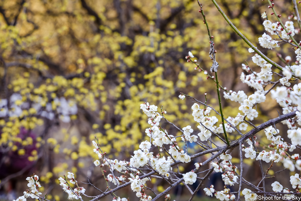 경기도 이천 가볼만한곳 봄꽃축제 볼거리 이천 산수유마을 축제