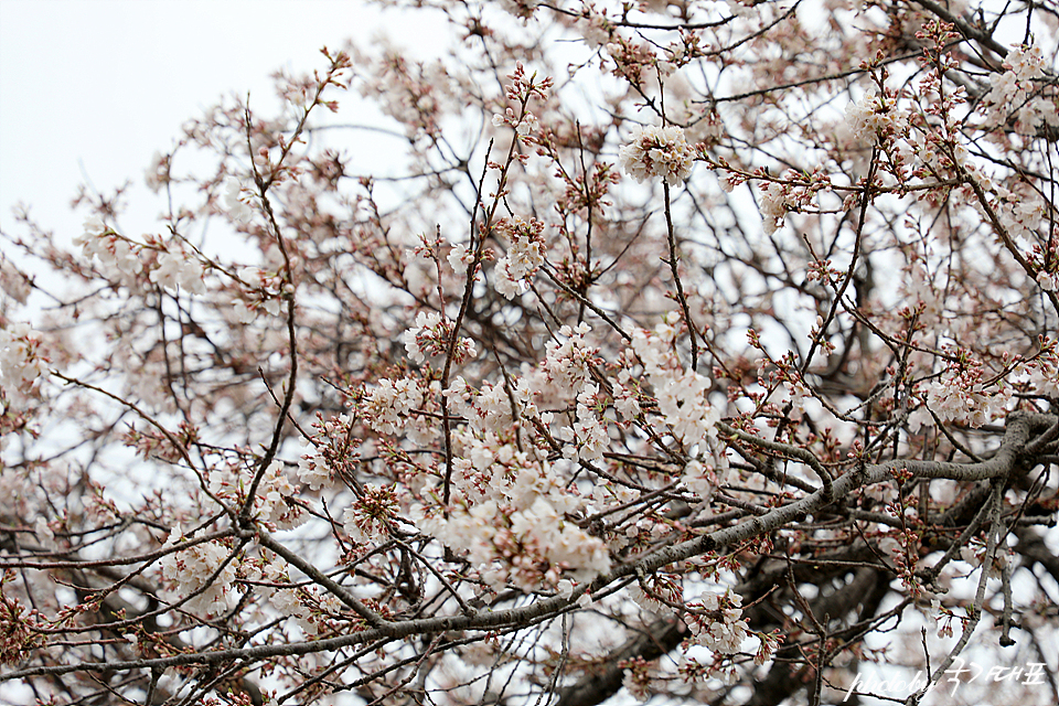 제주도 벚꽃 개화시기 제주 삼성혈 신산공원 벚꽃