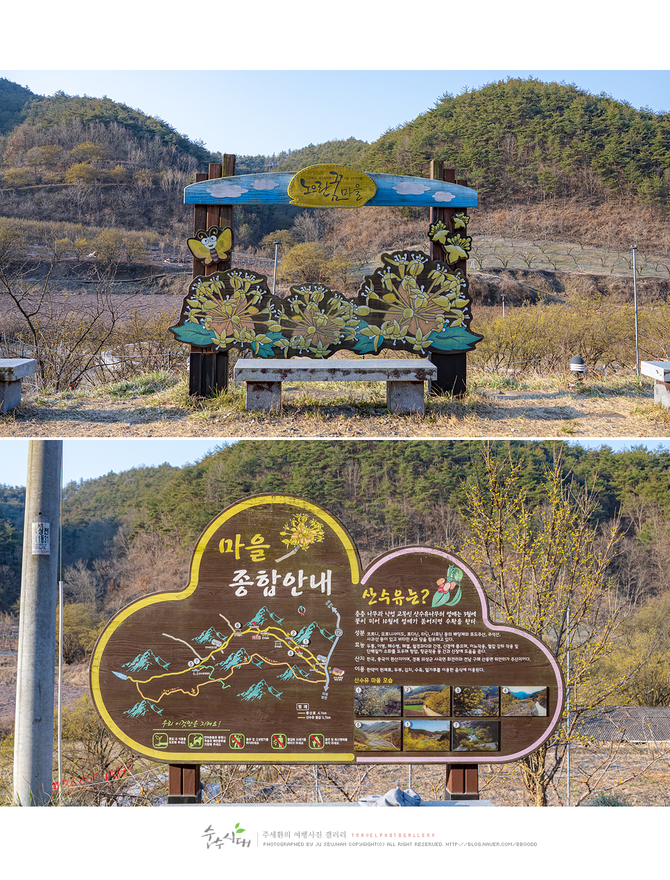 대구 근교 여행 경북 의성 산수유축제 당일치기 여행