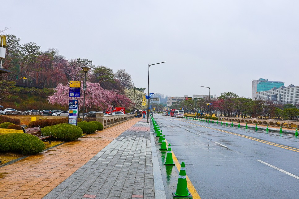 대전 벚꽃 명소 봄 대전 여행 카이스트 벚꽃 만개
