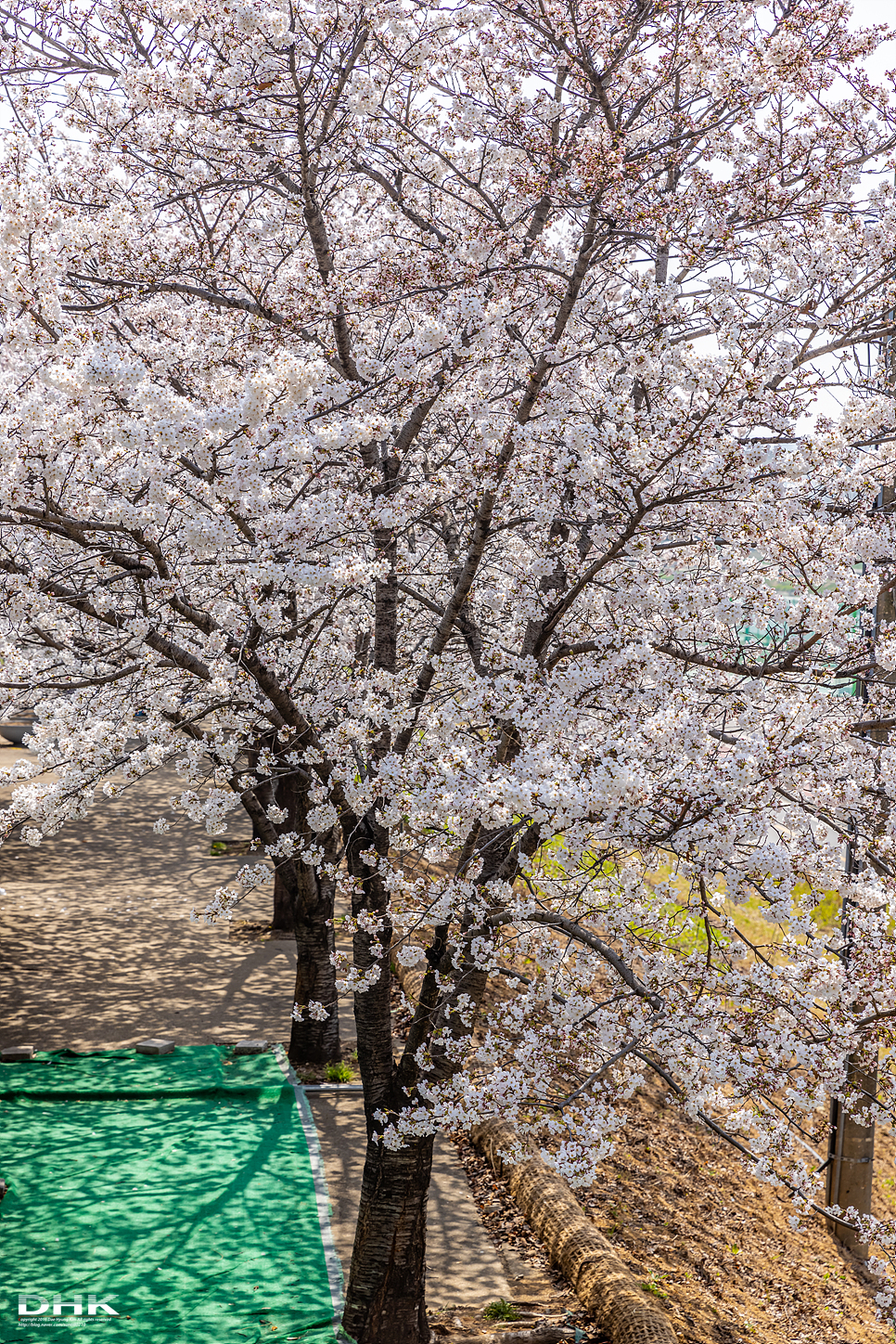서울 벚꽃 명소 안양천 벚꽃길 4월 데이트 가볼만한곳 서울 벚꽃개화시기