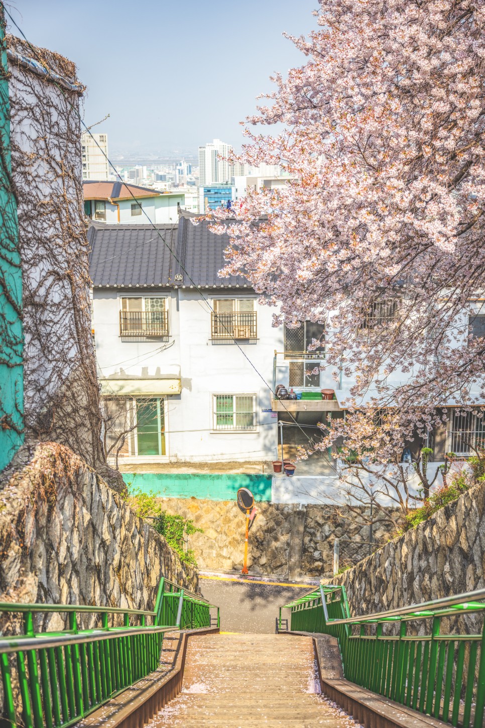 요즘 뜨는 부산 벚꽃 명소 개금동 벚꽃길