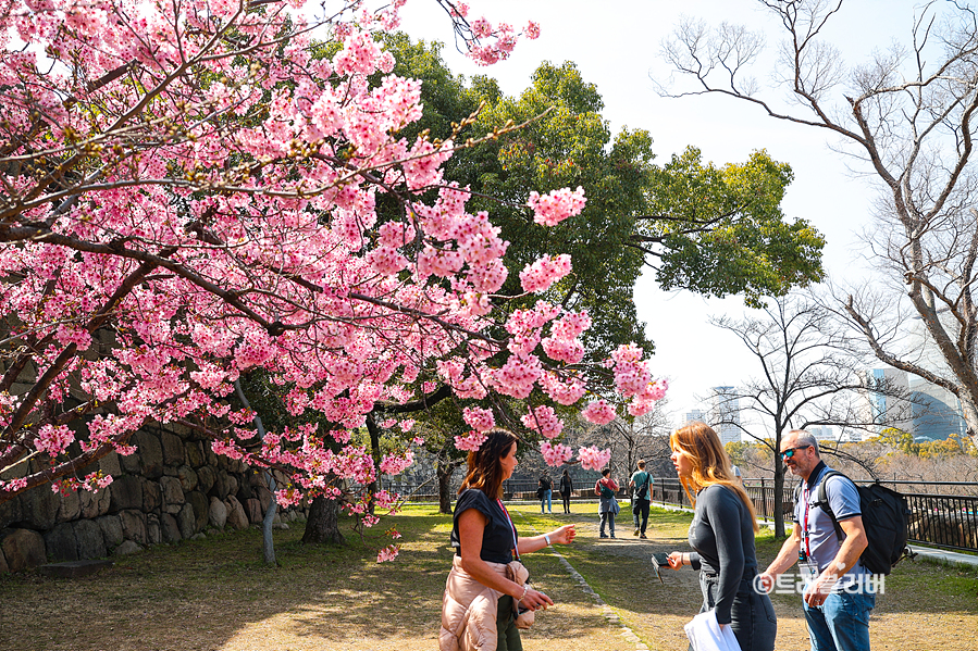 4월 오사카 날씨 실시간 벚꽃 개화 상황 여행 일정 추천