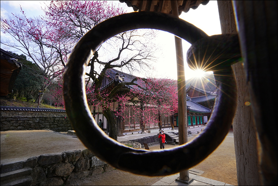 [지리산국립공원] 천연기념물로 지정된 화엄사 홍매화