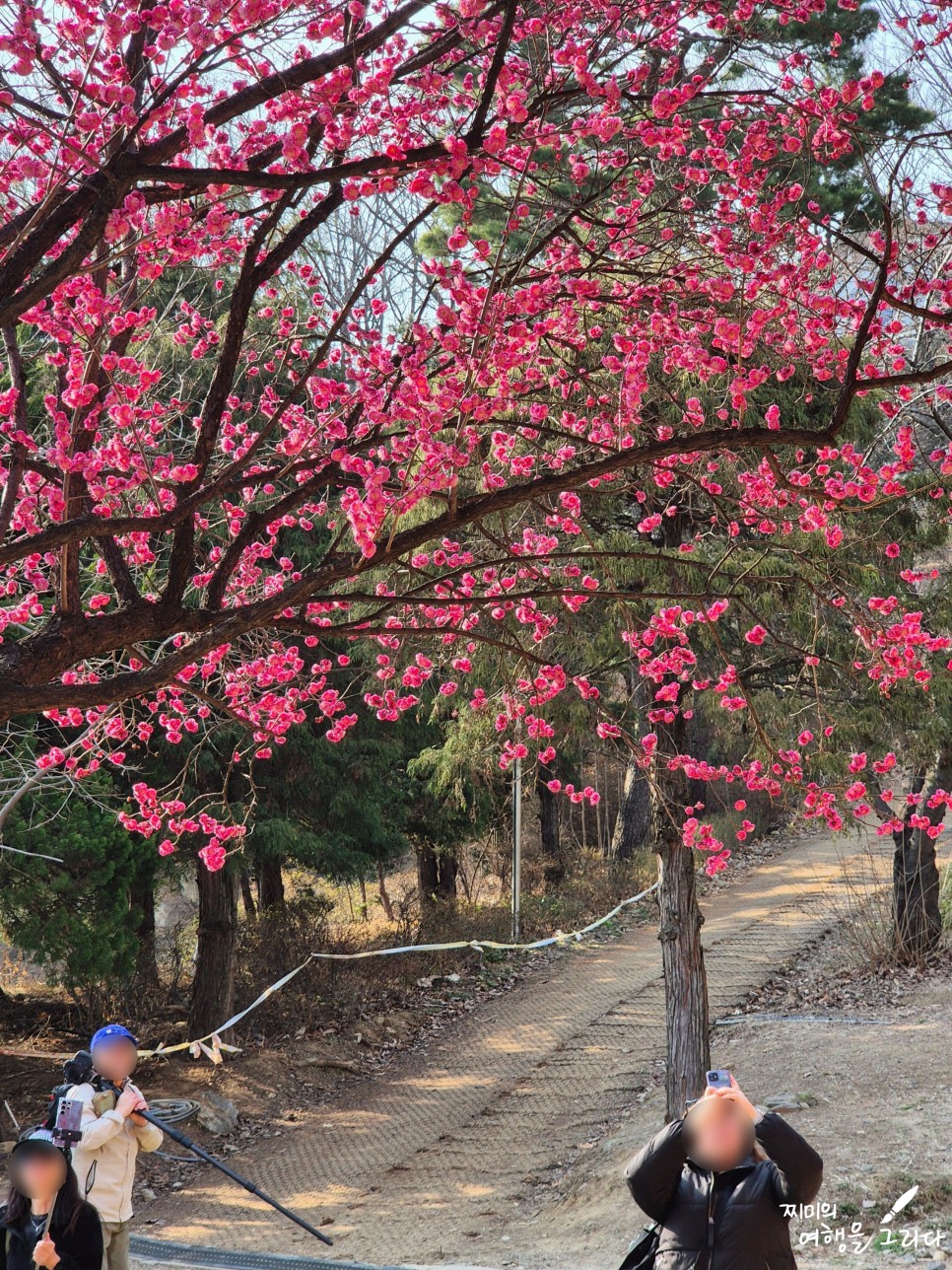 서울 봉은사 홍매화 매화 명소 강남 놀거리 3월 꽃구경 가볼만한곳
